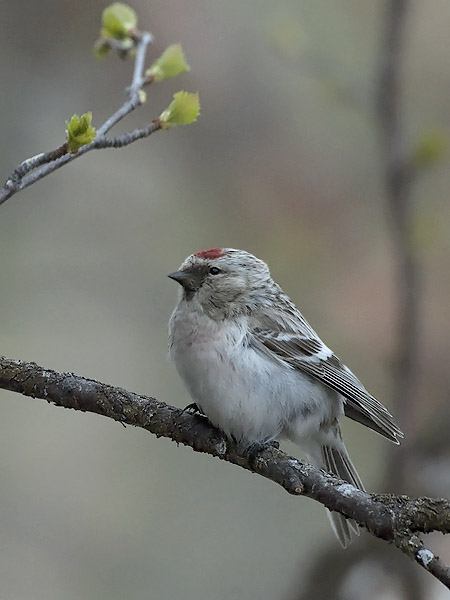 Tundraurpiainen, Arctic Redpoll, Carduelis hornemanni